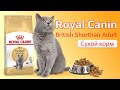 Видео - Сухой корм Royal Canin British Shorthair Adult для британских короткошерстных кошек