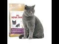 Видео - Royal Canin British Shorthair 34 Сухой корм Роял Канин Британской короткошерстной