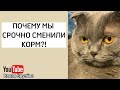 Видео - Почему я перестала кормить кота сухим кормом Royal Canin? Наша мини история