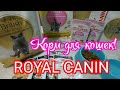 Видео - ROYAL CANIN корм для кошек Британская короткошерстная! Какой КОРМ ест наша кошка! British Shorthair!