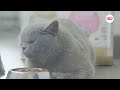 Видео - Royal Canin®️ - персональный рацион для кошек на каждый день.