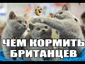 Видео - #51 Чем кормить британских кошек чтобы они были здоровы и счастливы(#британские #кошки #happy #cats)