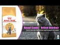 Видео - Корм для взрослых кошек породы Британская короткошерстная · Royal Canin British Shorthair