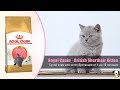 Видео - Корм для британских короткошерстных котят от 4 до 12 месяцев · Royal Canin British Shorthair Kitten