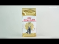 Видео - Обзор корма Royal Canin для британских короткошерстных кошек