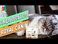 Видео - Корм для кошек Роял Канин Сеньор Стейдж 2 | Обзор корма | Royal Canin Senior Consult review