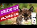 Видео - Корм для котиков Royal Canin Renal Feline | Обзор корма для котиков Royal Canin Renal Feline