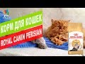 Видео - Корм для КОШЕК ПЕРСИДСКОЙ ПОРОДЫ |  ROYAL CANIN PERSIAN REVIEW