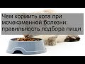 Видео - Чем кормить кота при мочекаменной болезни: правильность подбора пищи