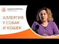 Видео - 🐶 Аллергия у собак и кошек: симптомы, методы диагностики и лечение. Аллергия у собак и кошек. 18+