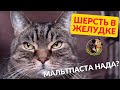 Видео - Мальтпаста для кошек / 7 вопросов о пасте для выведения шерсти/ Нужно ли давать мальтпасту сфинксу?