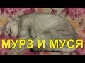 Видео - Кошачий VLOG: Выбор пасты для вывода шерсти / пробуем Мальт паста beaphar