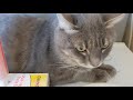 Видео - GimCat Multi-Vitamin Extra паста для кошек