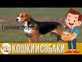 Видео - Витамины для собак Excel