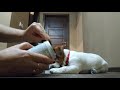 Видео - 8in1 Excel Multi Vitamin Puppy  Эксель Мультивитамины для щенков