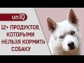 Видео - ЧЕМ НЕЛЬЗЯ КОРМИТЬ СОБАК?