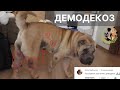 Видео - Как лечить демодекоз у собаки? | Симптомы демодекоза у собаки