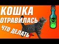 Видео - Что делать если кошка отравилась? | Отравление у кошек