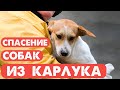 Видео - Спасение собак из концлагеря ООО «Пять звёзд» в Карлуке.