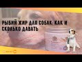 Видео - Рыбий жир для собак: как и сколько давать