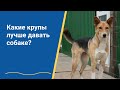 Видео - Какие крупы (каши) лучше собакам?