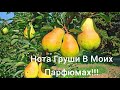 Видео - Груша В Ароматах!!!🍐Нотка Сладости и Свежести!!!🍐Подборка Ароматов С Нотой Груши!!!🍐