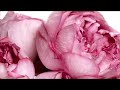 Видео - Gucci Flora by Gucci