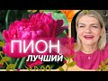 Видео - 🌺ПИОН В ПАРФЮМАХ✨ 10+1 парфюм с нотой пиона в солистах☝️