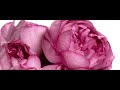 Видео - Flora by Gucci Gorgeous Gardenia