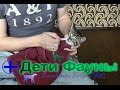 Видео - Глисты у кошек, даем суспензию котенку