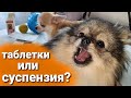 Видео - Как и чем глистогонить собак?