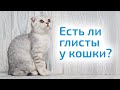 Видео - Как определить, есть ли ГЛИСТЫ У КОШКИ, и чем лечить питомца