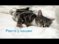 Видео - Рвота у кошки. Как помочь любимцу?