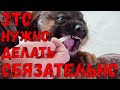 Видео - Дегельминтизация.Как и для чего нужно глистогонить животных.