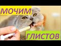 Видео - ГЛИСТОГОНИМ КОТА. КАК ЭТО СДЕЛАТЬ.