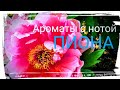 Видео - АРОМАТЫ С НОТОЙ ПИОНА 🌺