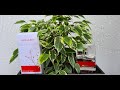 Видео - Прохладный аромат Armand Basi &quot;In Red&quot;_Eau de Parfum/Toilette