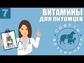 Видео - Витамины для животных | Какие витамины нужно давать собаке или кошке | Советы Ветеринара