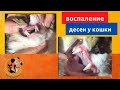 Видео - Гингивит воспаление десен у кошки, чем обрабатывать в домашних условиях?