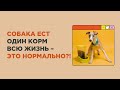 Видео - Нужно ли менять корм собаке, или собака может есть один корм всю жизнь? Как часто менять корм?