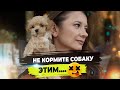 Видео - Все о корме для собак. сухой, влажный и натуральный корм. Аллергия у собак.