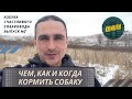 Видео - Кормление собаки. Натуральный или сухой корм? Азбука счастливого собаковода