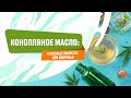 Видео - Конопляное масло: полезные свойства для здоровья | Shanta Food