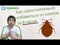 Видео - Вывести клопов в домашних условиях за 1 день без вреда для детей