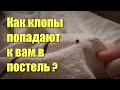 Видео - Откуда берутся клопы в постели и из-за чего они могут в ней жить?