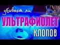 Видео - Помогает ли УЛЬТРАФИОЛЕТ от клопов?