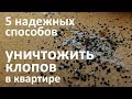 Видео - 5 эффективных способов уничтожить постельных клопов в квартире