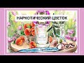 Видео - Ex Nihilo Fleur Narcotique: наркотический цветок