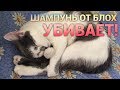 Видео - Шампунь от блох УБИВАЕТ!!!