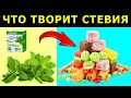 Видео - Стевия - польза и вред, сахарозаменитель, подсластитель. Полезные свойства стевии.